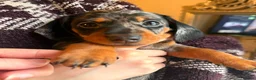 Miniature Dachshund dogs for sale: 🐾KC Silver Dapple - Elite Show Lines - 2.2% COI🐾 - Advert 24