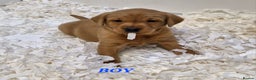 Labrador Retriever dogs for sale: Kc Fox Red Lab Pups From Health Tested Parents  - Advert 3