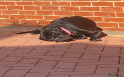Cane Corso dogs for sale: Denver - Image 5