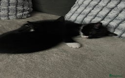 Domestic Shorthair cats for sale: Beautiful kittens looking for forever homes🩷💙🐾 - Image 3