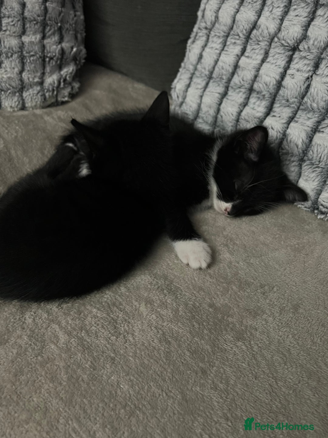 Domestic Shorthair cats for sale: Beautiful kittens looking for forever homes🩷💙🐾 - Image 3