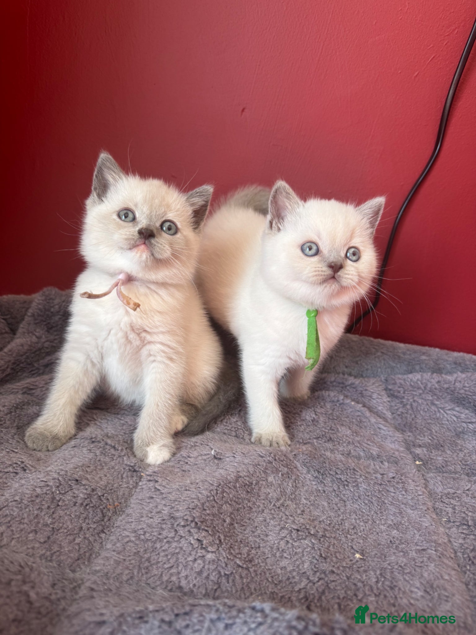 British Shorthair cats Last 2 - GCCF Reg chunky Colourpoints - Advert 1