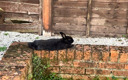 English rabbits for sale: 2 Rabbits Free - Image 6