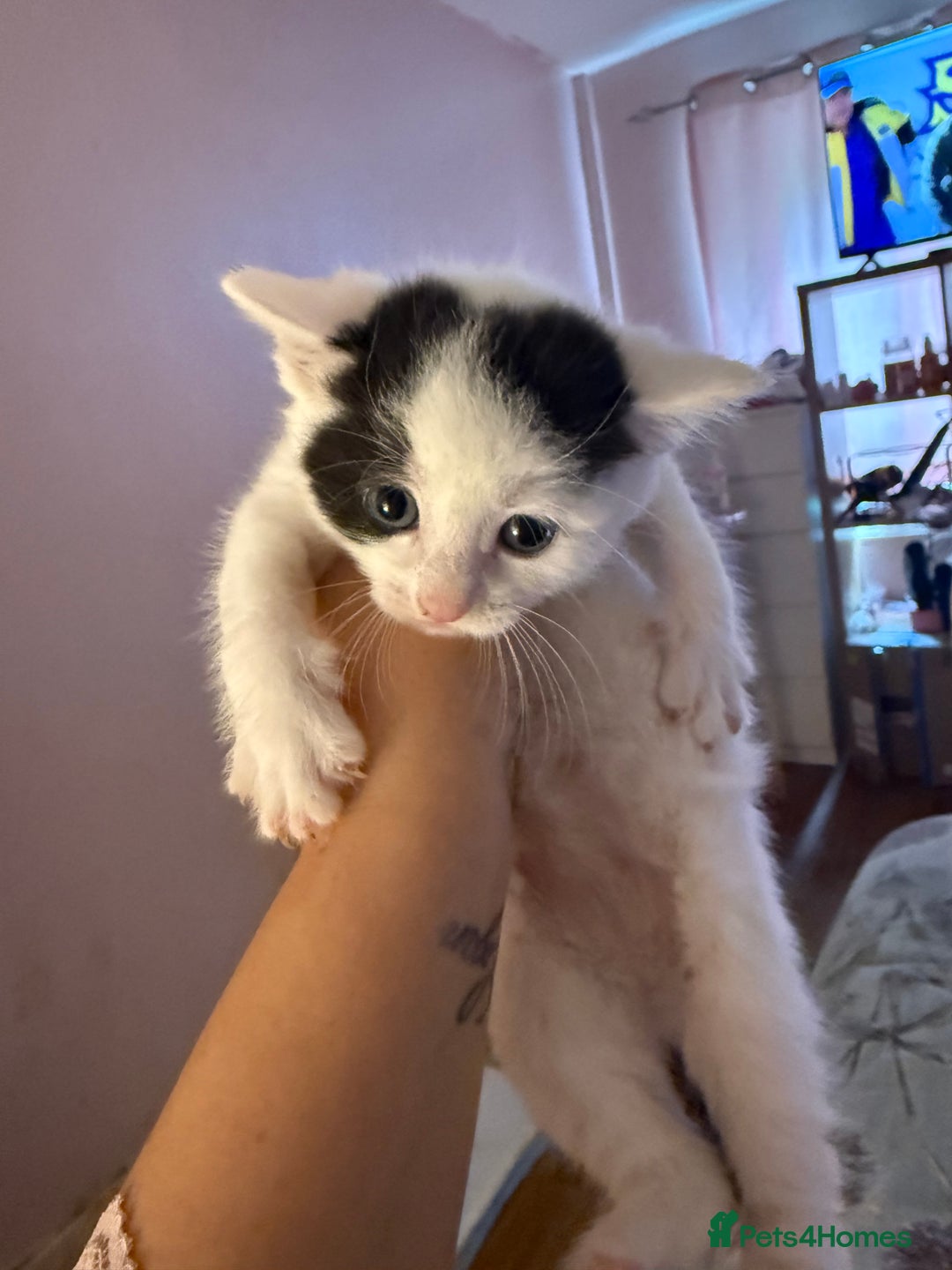 Mixed Breed cats for sale: Kittens  - Image 5