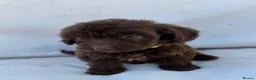 Cockapoo dogs for sale: BEAUTIFUL F1 COCKAPOO PUPPIES - Advert 3