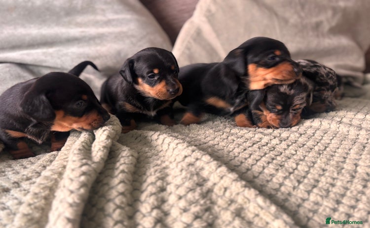 Miniature Dachshund dogs - Advert 9