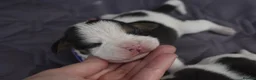 Beagle dogs for sale: Beautiful beagle puppies  in Rugby - Advert 12