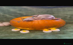 English Bulldog dogs for sale: Beautiful bulldog babies  - Image 5