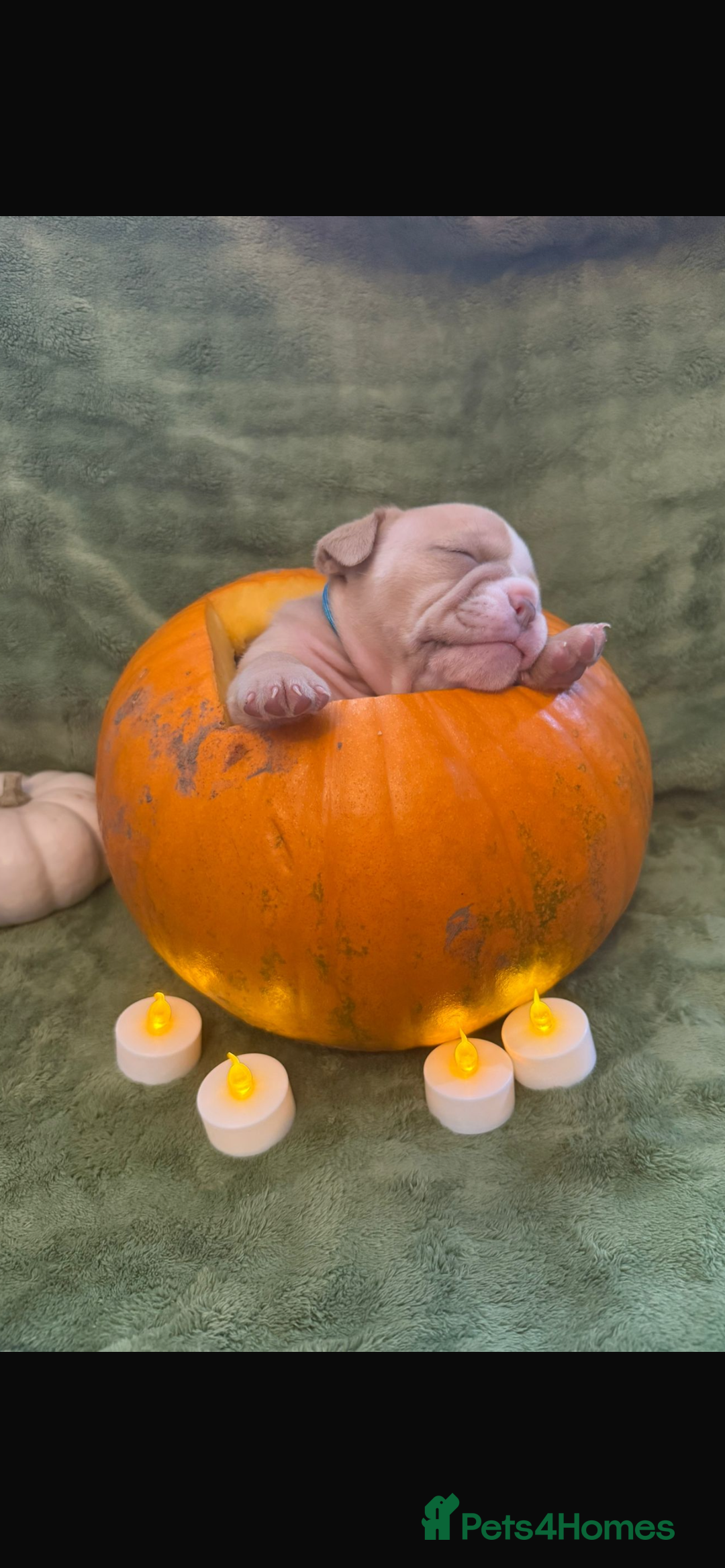 English Bulldog dogs for sale: Beautiful bulldog babies  - Image 5