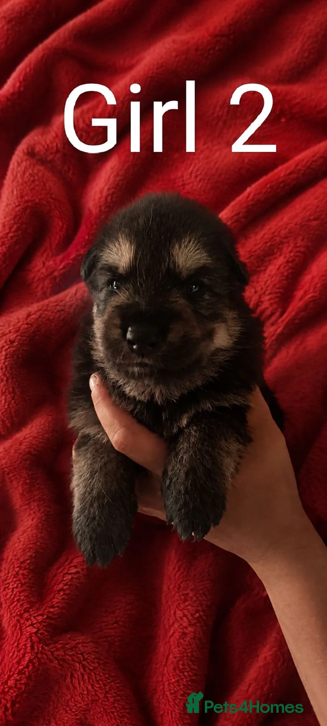 German Shepherd dogs for sale: Three girl German shepherd puppies  - Advert 7