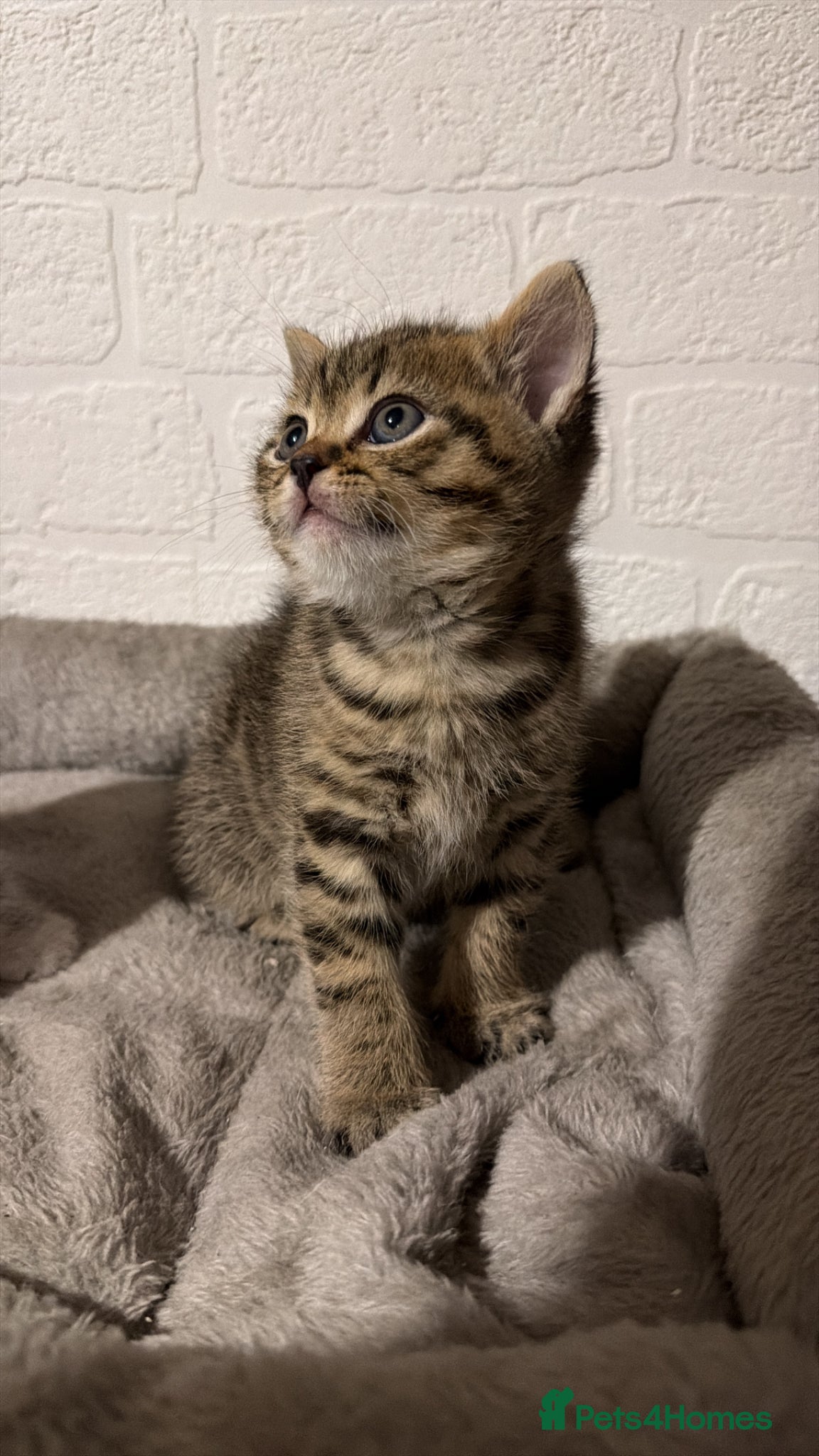 British Shorthair cats for sale: Stunning British short hair kitten - Advert 9