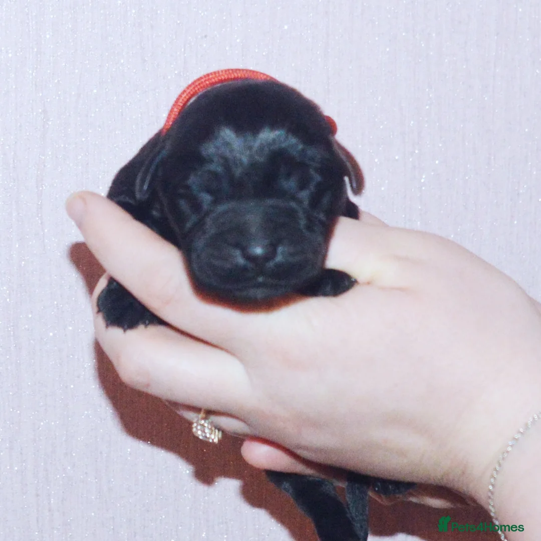 Labrador Retriever dogs for sale: FULLY HEALTH TESTED KC STUNNING CHUNKY LABRADORS  - Advert 2