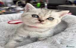 British Shorthair cats for sale: 💎Rare BSH Kittens💎Pedigree Champion Blood Line💎 - Image 16