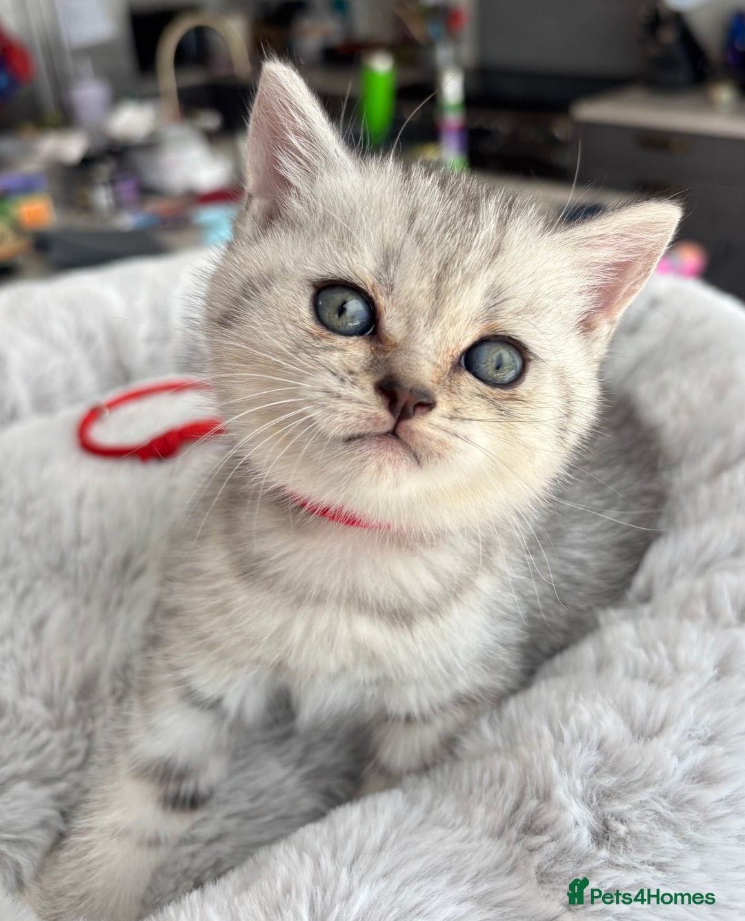 British Shorthair cats for sale: 💎Rare BSH Kittens💎Pedigree Champion Blood Line💎 - Image 16