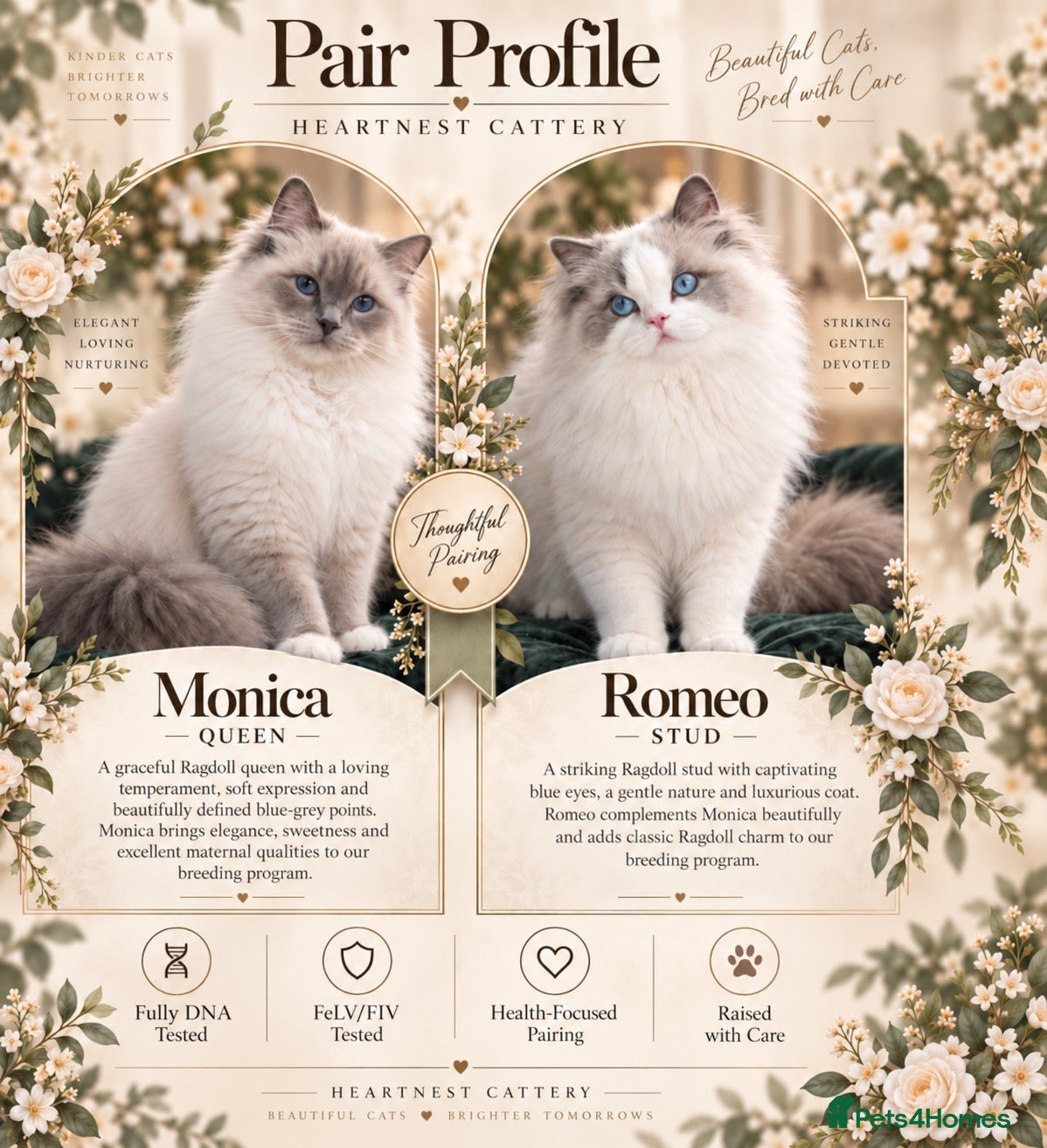 Ragdoll cats Champion Lines TICA Registered Ragdoll Kittens - Advert 1