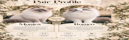 Ragdoll cats for sale: Champion Lines TICA Registered Ragdoll Kittens - Advert 1