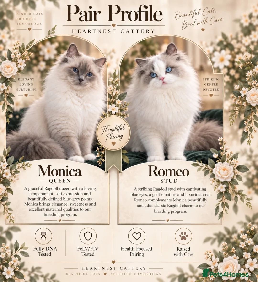 Ragdoll cats for sale: Champion Lines TICA Registered Ragdoll Kittens - Advert 1