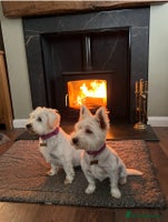 Mixed Breed dogs Bichon Frise x West Highland Terrier - Advert 9