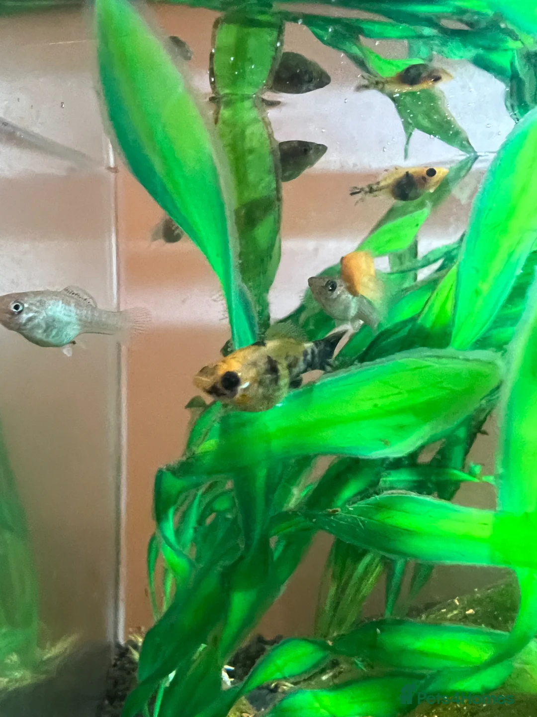 Mollies fish for sale: Baby mollies for sale - Advert 1