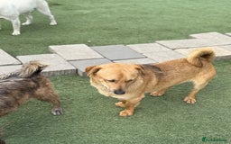 Mixed Breed dogs for adoption: Cute Jerry Needs Love  - Image 14