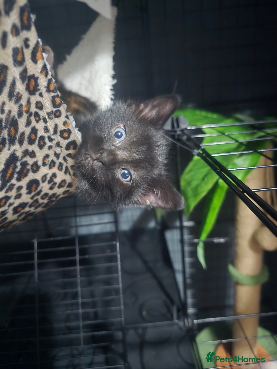 Mixed Breed cats for sale: 5 adorable kittens ready now  - Image 7