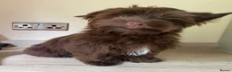Yorkshire Terrier dogs for sale: Colorful Yorkshire terrier - Advert 10