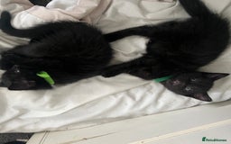 Bombay cats for sale: Lovely playful kittens  - Image 1