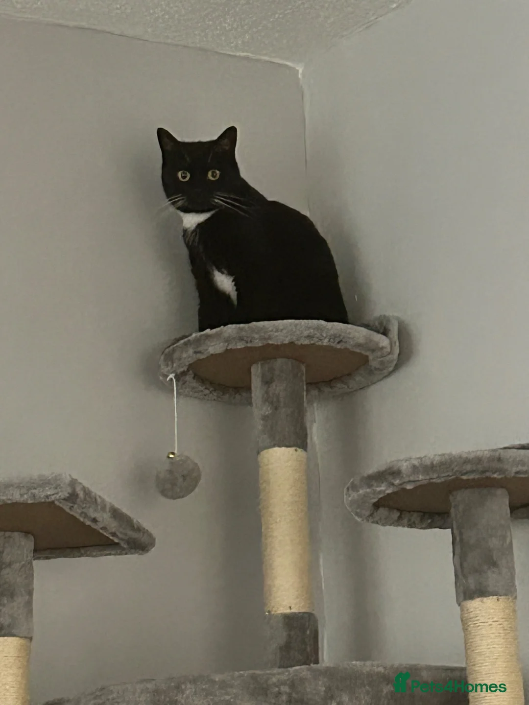 Domestic Shorthair cats for sale: Nala black and white cat in Barnsley - Advert 4