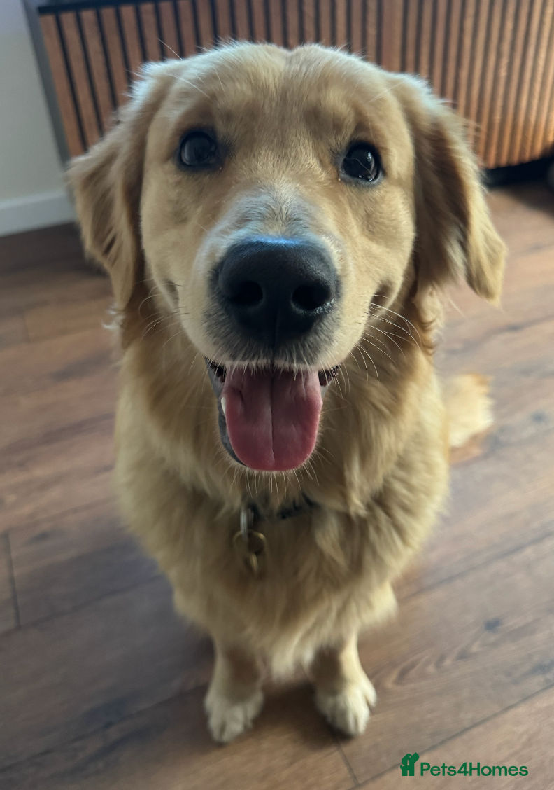 Golden Retriever dogs 5th Generation 2yo Toasted Golden Retriever - Advert 5