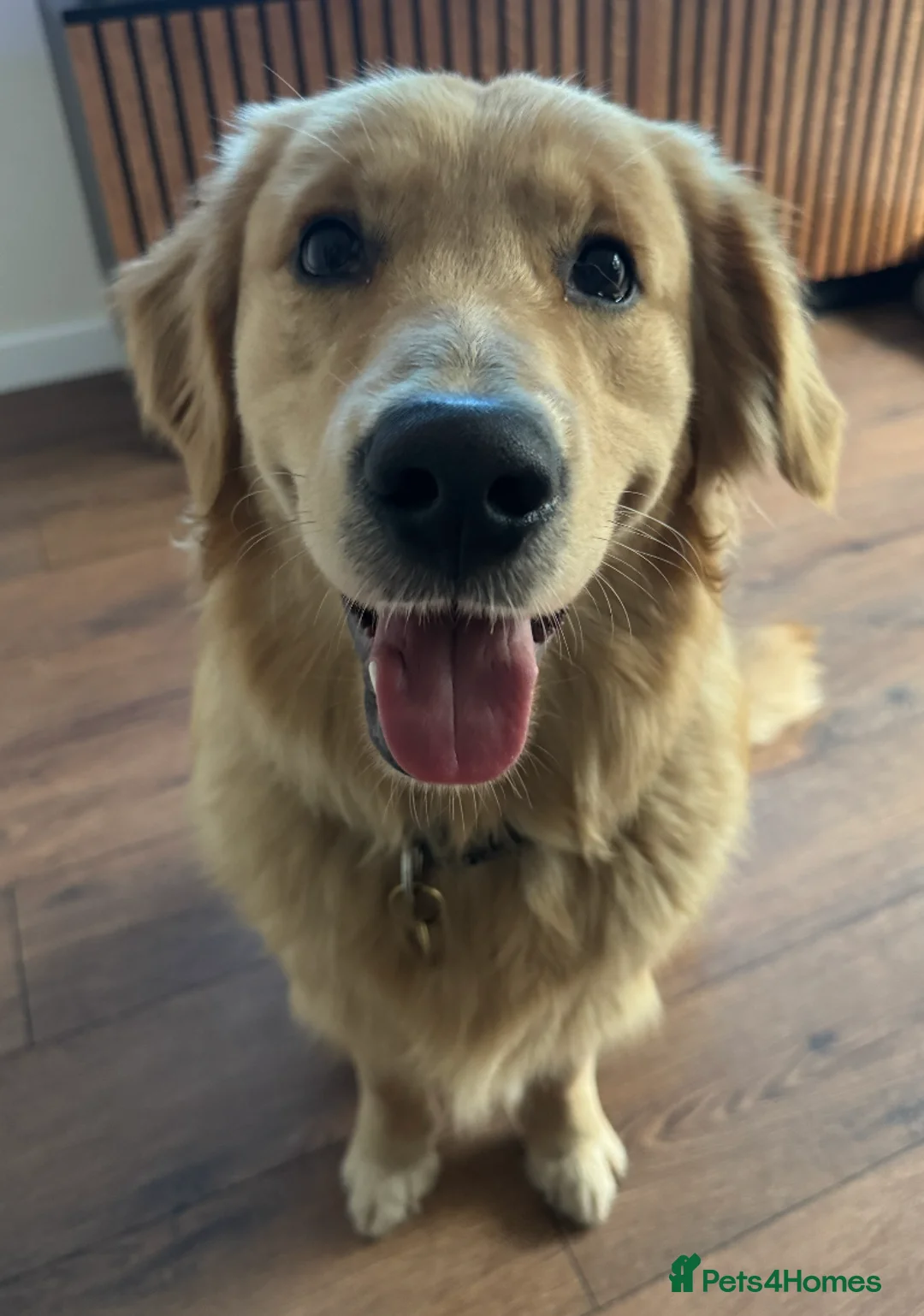 Golden Retriever dogs for stud: 5th Generation 2yo Toasted Golden Retriever - Advert 1