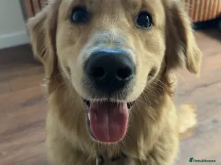 Golden Retriever dogs 5th Generation 2yo Toasted Golden Retriever - Advert 15