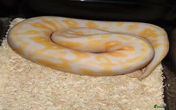 Snake reptiles for sale: Corn snakes for sale  - Advert 5