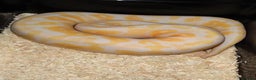 Snake reptiles for sale: Corn snakes and pythons for sale  - Advert 5