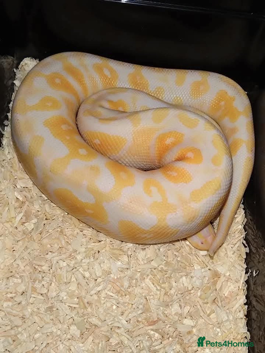 Snake reptiles for sale: Corn snakes for sale  - Advert 5