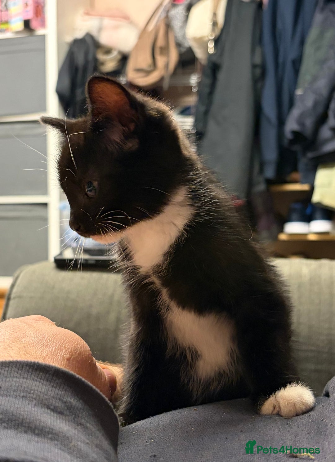 Mixed Breed cats for sale: Pretty tuxedo female kitten  - Advert 5