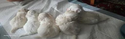 Bichon Frise dogs for sale: Bichon Maltese - Advert 4