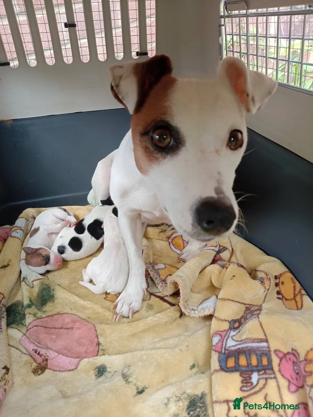 Jack Russell dogs for sale: Jack Russell, 2 girls and 1 boy out of 5  in Milton Keynes - Advert 2