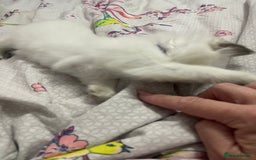 Ragdoll cats for sale: 🩵 Beautiful Ragdoll Kittens Ready at 12 Weeks! 🩵 - Image 23