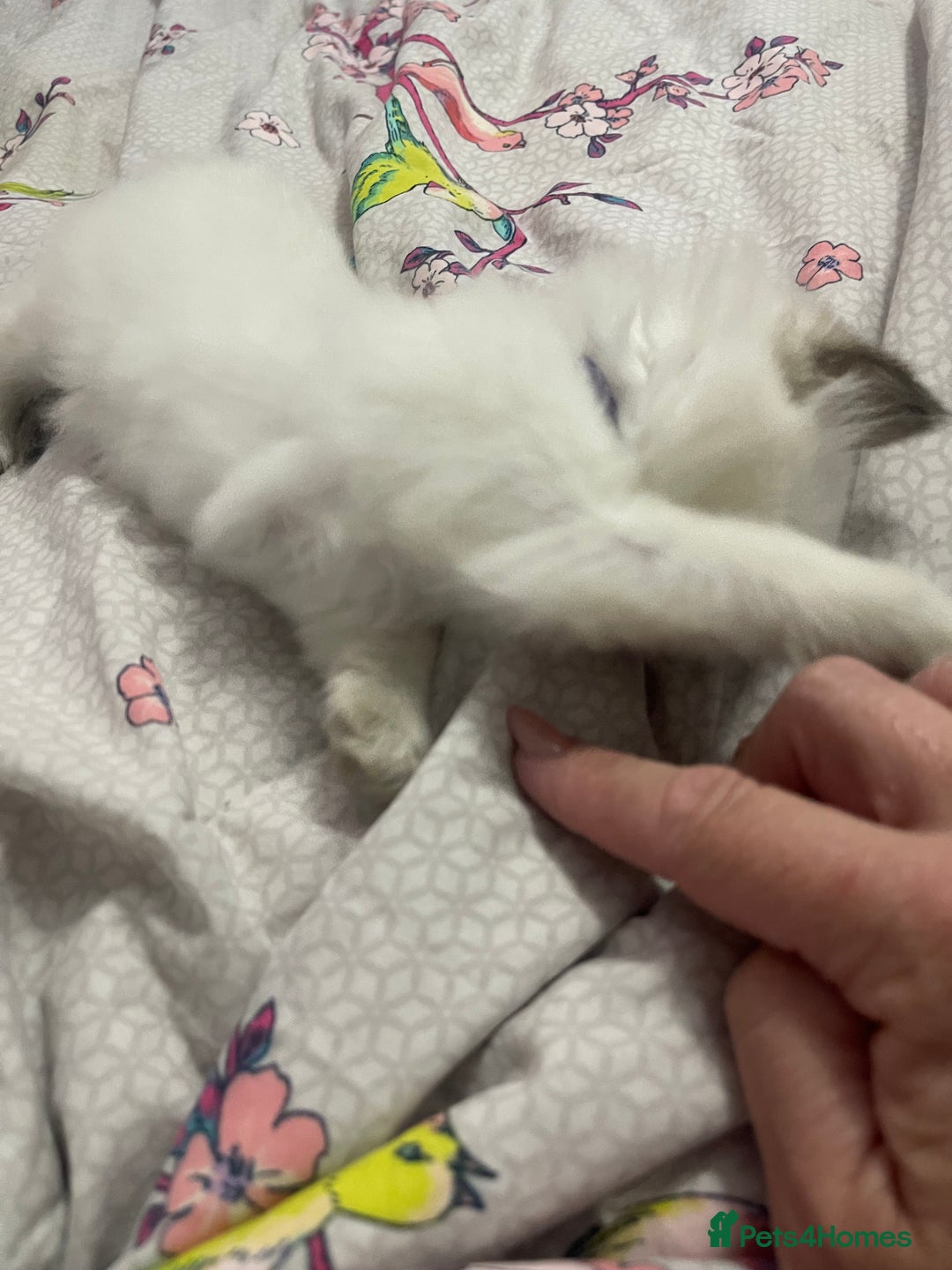 Ragdoll cats for sale: 🩵 Beautiful Ragdoll Kittens Ready at 12 Weeks! 🩵 - Image 23