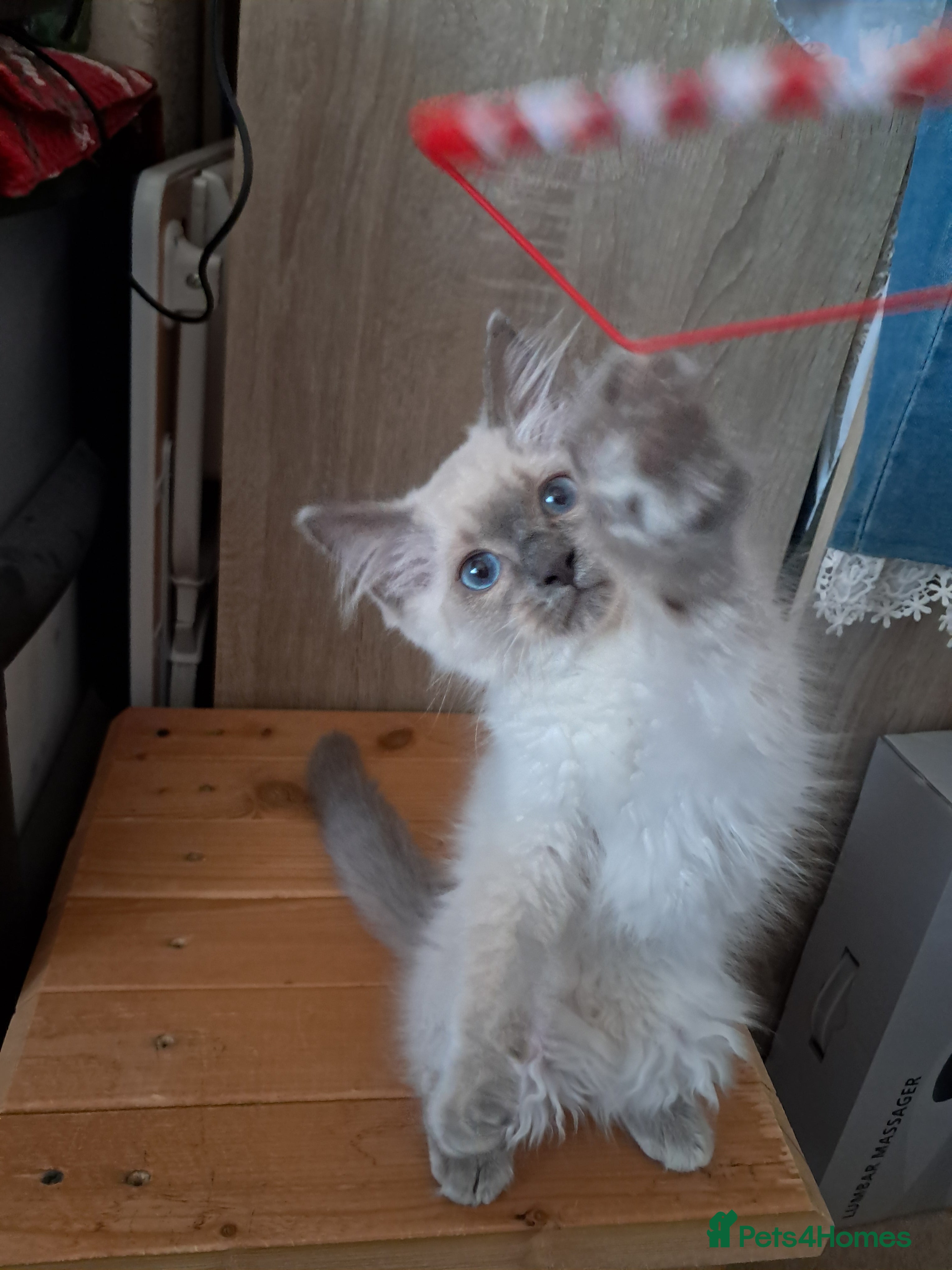Ragdoll cats Pure bred beautiful Ragdoll kittens - Advert 2