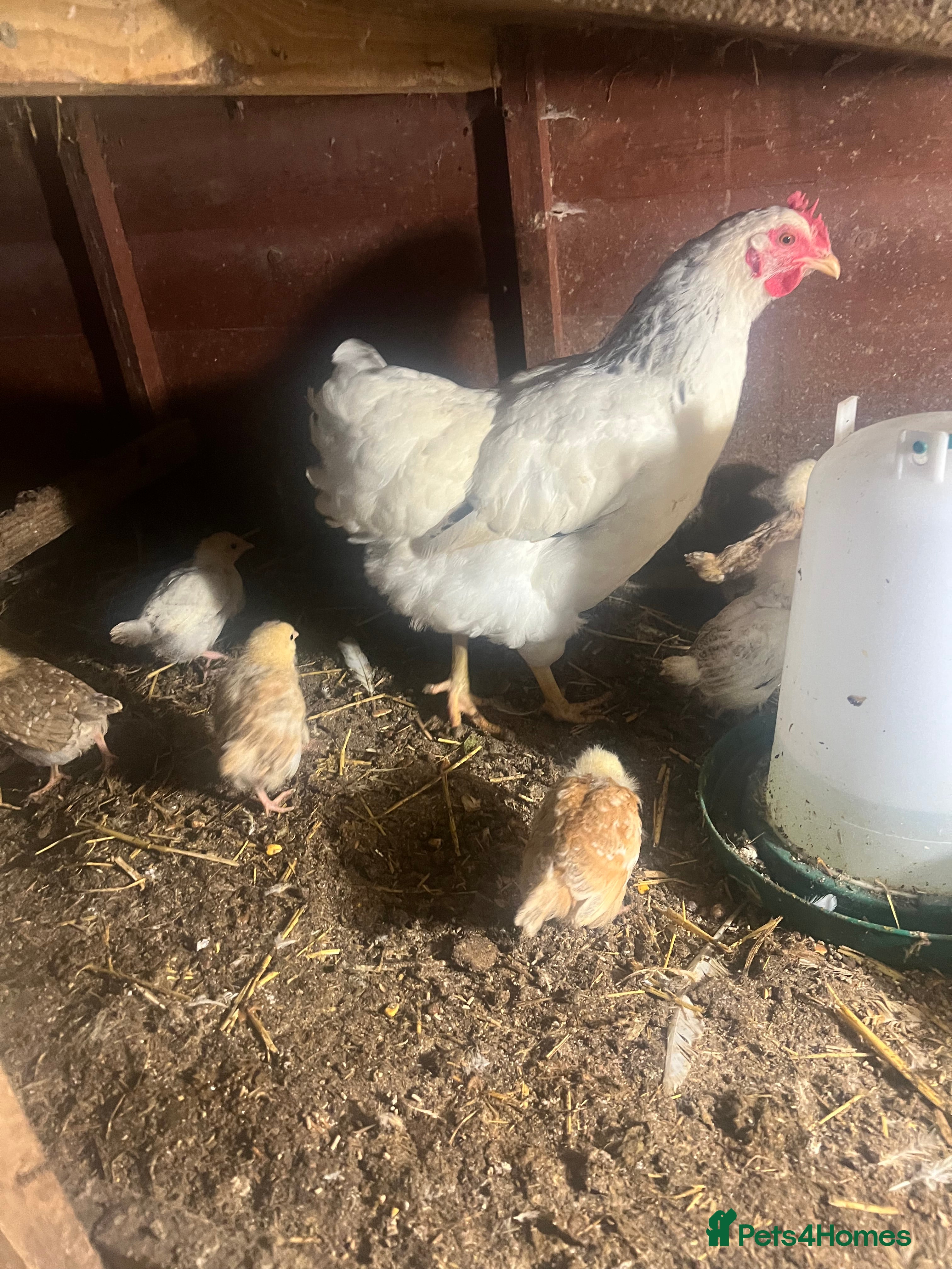 Chickens poultry Lights Sussex mum with & mixed chicks  - Advert 18