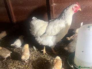 Chickens poultry - Advert 2