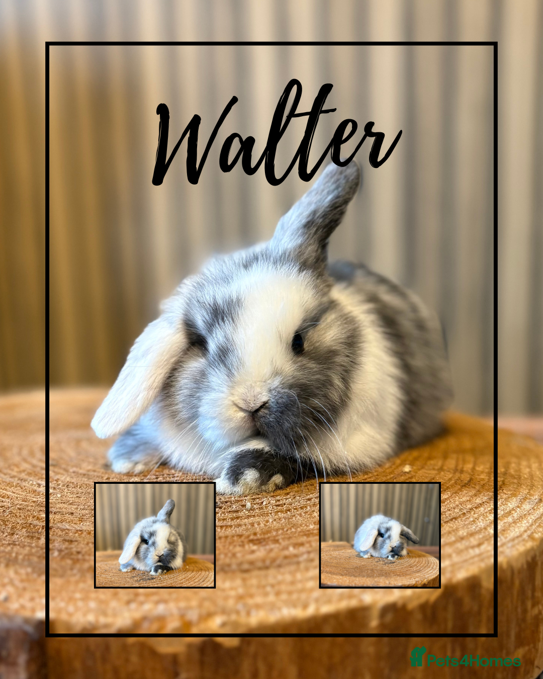 Mini Lop rabbits Two boys available  - Advert 7