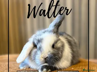 Mini Lop rabbits Two boys available - Advert 7