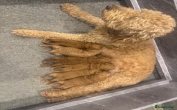 Goldendoodle dogs for sale: Golden doodles f1b - Advert 11