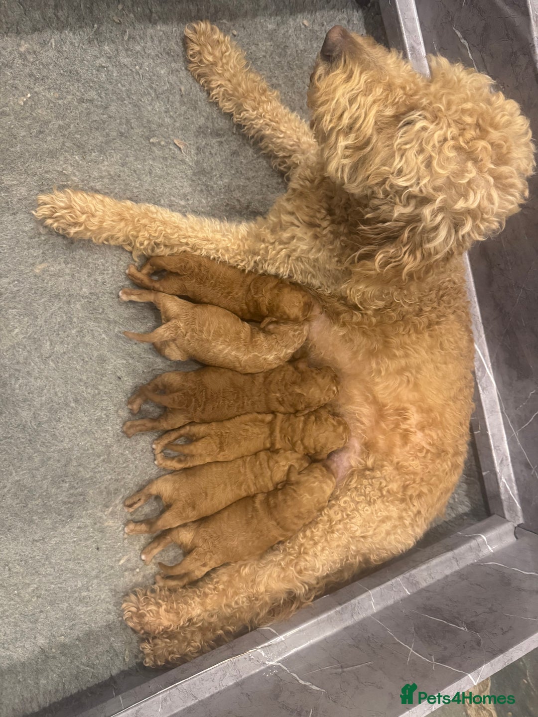 Goldendoodle dogs for sale: Golden doodles f1b - Advert 11