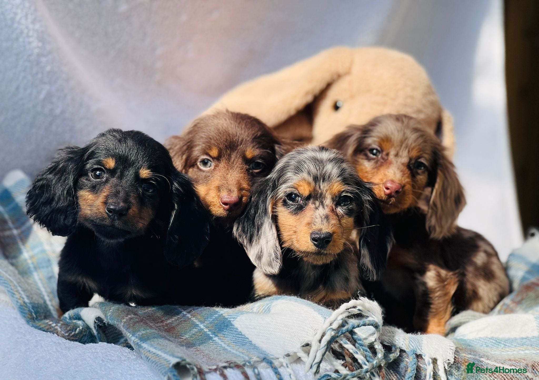 Miniature Dachshund dogs Long haired dachshund puppies  - Advert 1
