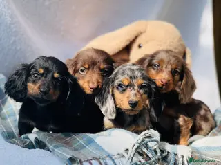 Miniature Dachshund dogs Long haired dachshund puppies - Advert 1