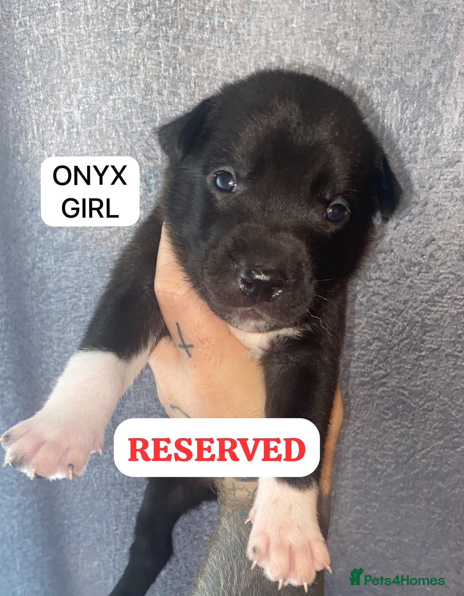 Mixed Breed dogs SIBERIAN MASTIFF PUPPIES - RARE MIX! - Advert 2