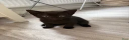 Mixed Breed cats for sale: Bengal mix black kittens Ready to go now  - Advert 7